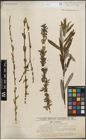 Foto von Salix purpurea L.